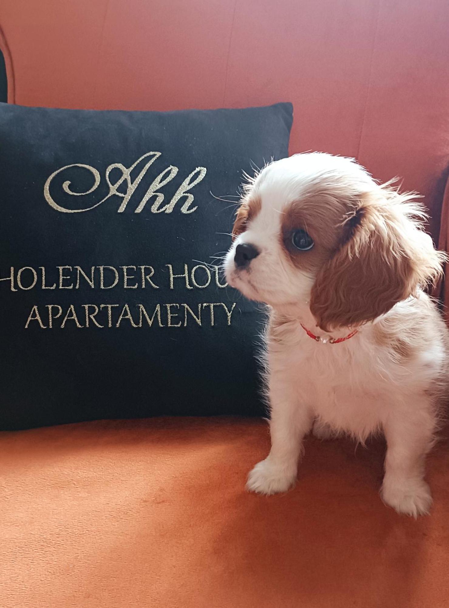 Holender House Apartment