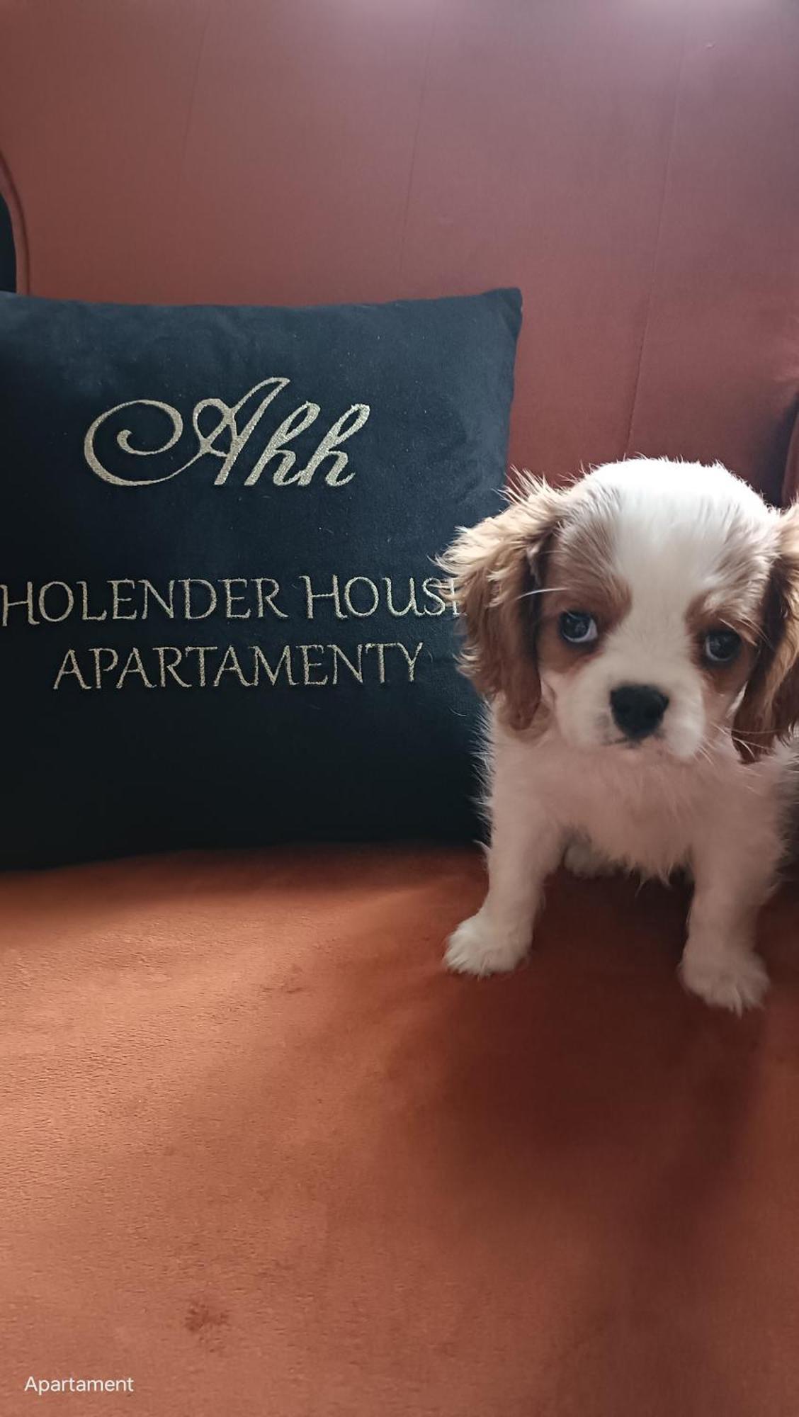 Holender House Apartment